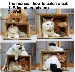 Как поймать кота