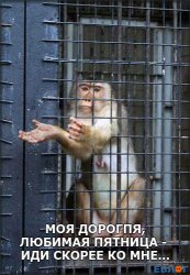 Моя дорогая